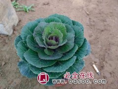 羽衣甘蓝