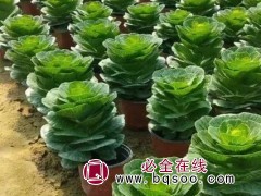 羽衣甘蓝