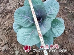 羽衣甘蓝