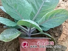 羽衣甘蓝