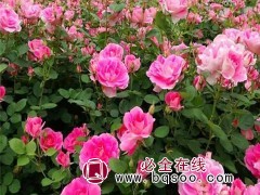 丰花月季