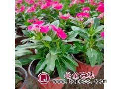 长春花 别名天天开 花期长 室内美化观赏花卉 都诚 青州花卉图1