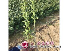大叶黄杨 冬青绿化用苗 萌芽力强 耐修剪 四季常青 青州花卉图1