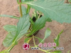 马鞭草