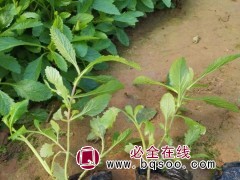 马鞭草