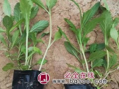 马鞭草