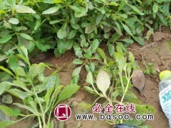 马鞭草