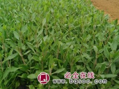 马鞭草
