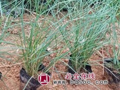 粉黛乱子草