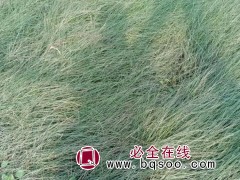 粉黛乱子草