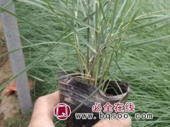 粉黛乱子草