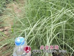 粉黛乱子草