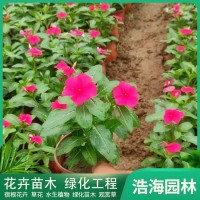 绿化开花盆栽 长春花 花期长花色艳丽 室内盆栽观赏 青州花卉