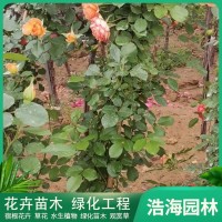 藤本月季培育基地 公园庭院观赏花卉 绿化苗木 青州花卉基地