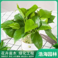 绿萝 室内种植盆栽 叶色鲜艳 四季常绿 净化空气 绿萝价格 青州花卉基地