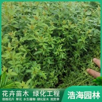 美人梅 大量供应一串红 节日花坛花境租摆花卉 欢迎致电咨询 青州花卉