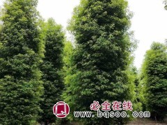 金丝楠
