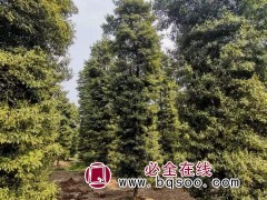 金丝楠