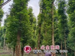 金丝楠