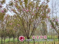晚樱