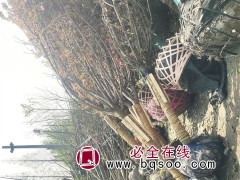 晚樱