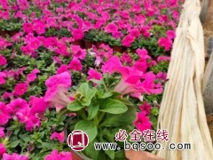 矮牵牛