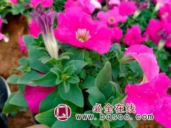 矮牵牛