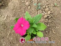 矮牵牛