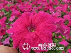 矮牵牛