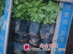 大花飞燕草