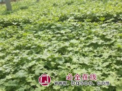 大花飞燕草