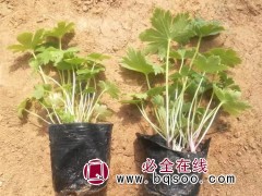大花飞燕草