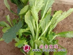 柳叶马鞭草