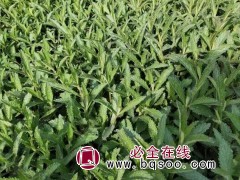 柳叶马鞭草