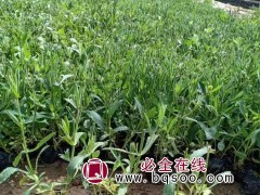 柳叶马鞭草