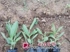 柳叶马鞭草