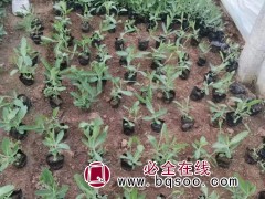 柳叶马鞭草