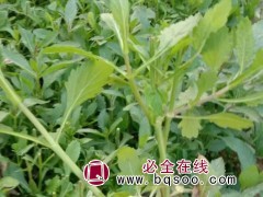柳叶马鞭草