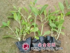 柳叶马鞭草