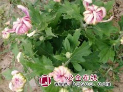 国庆菊