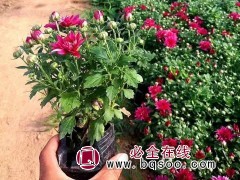 国庆菊