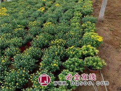 国庆菊