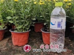 国庆菊