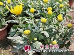 国庆菊
