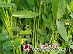 再力花