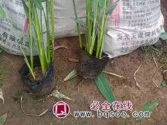 再力花