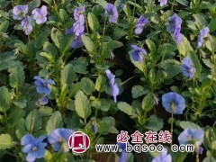 三色堇