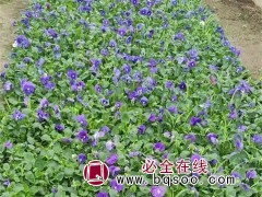 三色堇