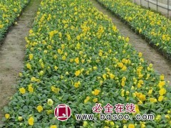 三色堇