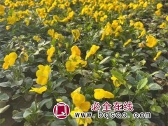 三色堇